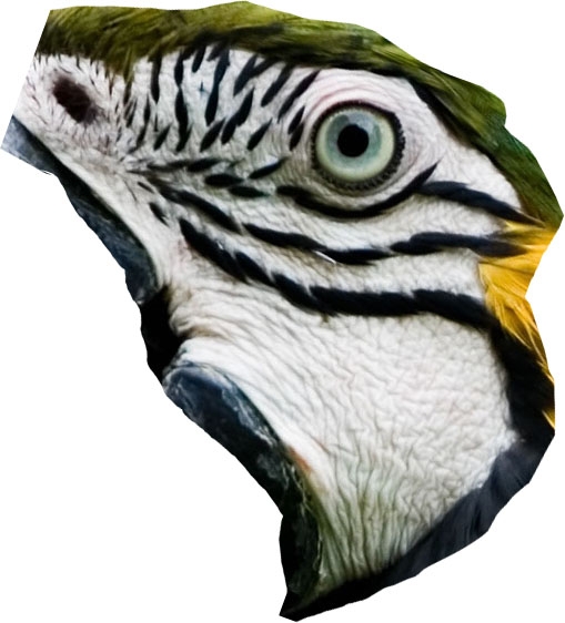 Creation of Parrot monster: Step 1